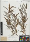 Foto von Salix alba L.